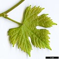 SpeciesSub: subsp. vinifera 'Completer'